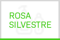 Rosa Silvestre